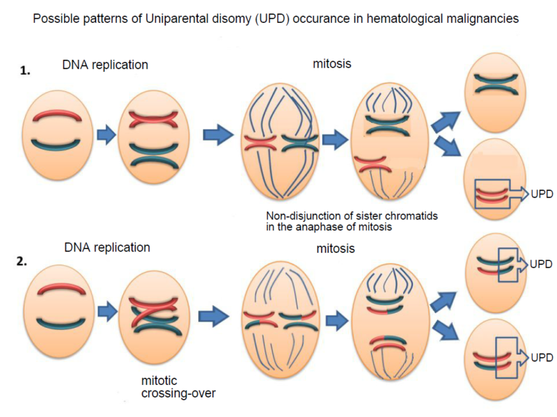 Loss of Heterozygosity in the Short Tandem Repeat (STR) Loci Found in ...